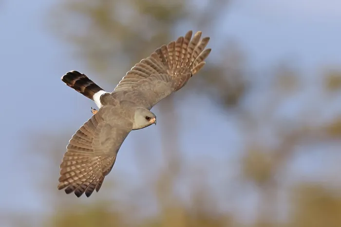 Framed Print : Gabar goshawk (Micronisus gabar) in flight, El Karama Wilderness Conservancy, northern Kenya Framed Print : Gabar goshawk (Micronisus gabar) in flight, El Karama Wilderness Conservancy, northern Kenya