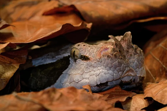 Framed Print : Gaboon viper (Bitis gabonica) hiding among leaf litter, sub-Saharan Africa Framed Print : Gaboon viper (Bitis gabonica) hiding among leaf litter, sub-Saharan Africa
