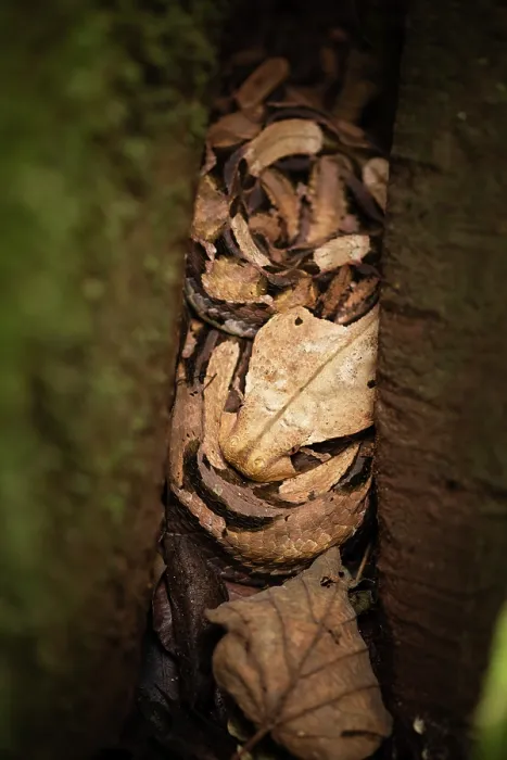 Framed Print : Gaboon viper (Bitis gabonica) sub-adult hiding amongst leaf-litter in the buttress roots of a large rainforest tree, Mabira Forest, Uganda Framed Print : Gaboon viper (Bitis gabonica) sub-adult hiding amongst leaf-litter in the buttress roots of a large rainforest tree, Mabira Forest, Uganda