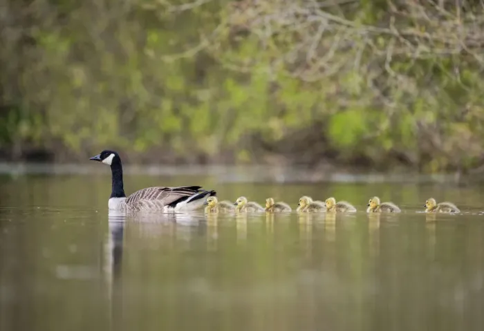 Framed Print : Gaggle of Canada goose (Branta canadensis) goslings, following adulton a lake, Devon, UK Framed Print : Gaggle of Canada goose (Branta canadensis) goslings, following adulton a lake, Devon, UK