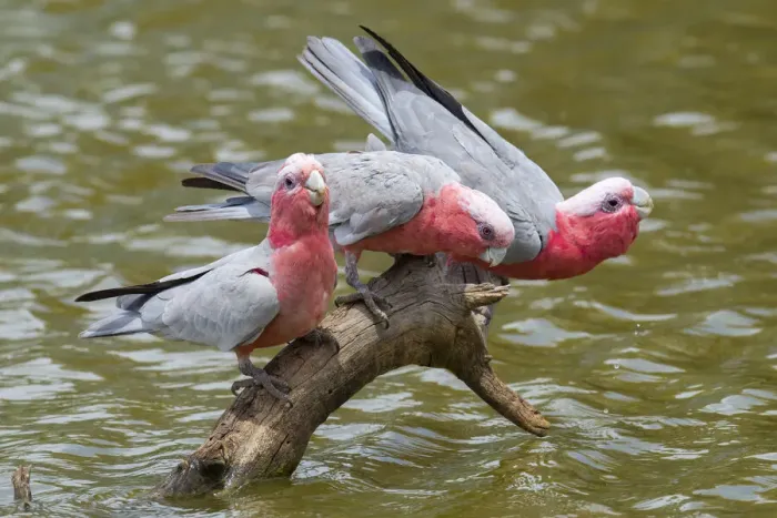 Framed Print : Three Galah (Eolophus roseicapillus) drinking at inland waterhole, Cunnamulla, Queensland, Australia