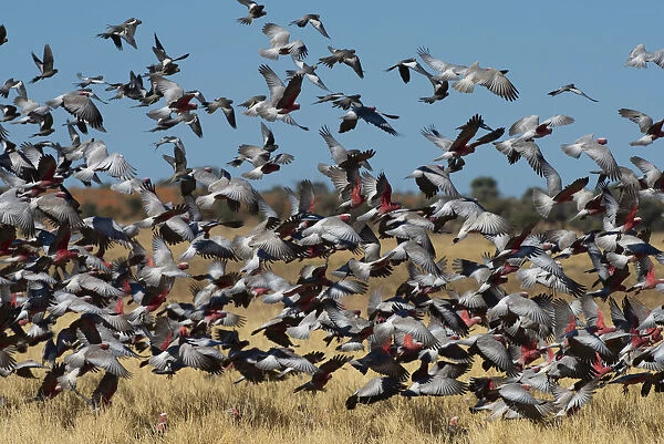Galah (Eolophus roseicapillus) flock of birds flying over grassland, Diamantina River, Queensland, Australia