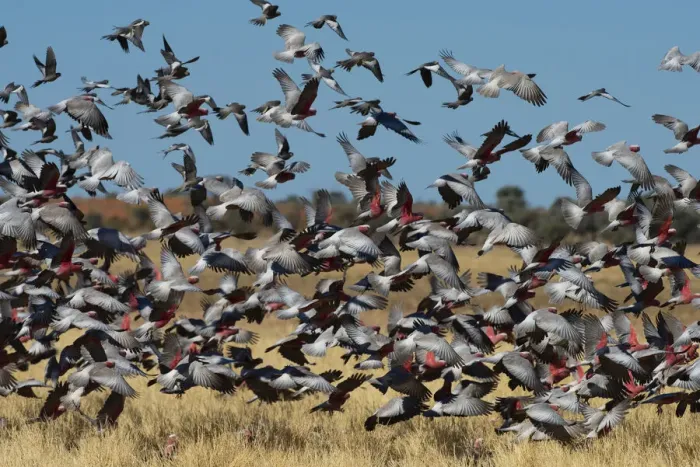 Framed Print : Galah (Eolophus roseicapillus) flock of birds flying over grassland, Diamantina River, Queensland, Australia Framed Print : Galah (Eolophus roseicapillus) flock of birds flying over grassland, Diamantina River, Queensland, Australia