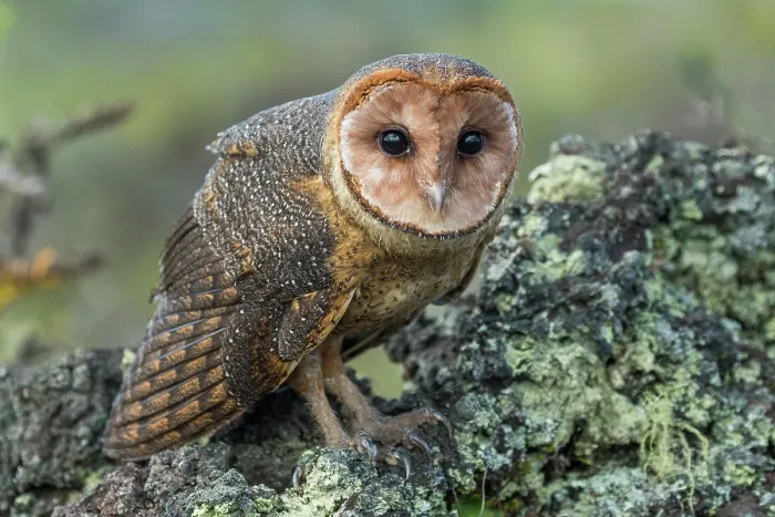 Framed Print : Galapagos barn owl (Tyto alba punctatissima) perched on rock, west flank of Darwin Volcano, Isabela Island, Galapagos Islands. February Framed Print : Galapagos barn owl (Tyto alba punctatissima) perched on rock, west flank of Darwin Volcano, Isabela Island, Galapagos Islands. February