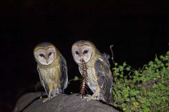 Framed Print : Two Galapagos barn owls (Tyto alba punctatissima) perched on a rock at night, one feeding on Giant centipede, caldera floor of La Cumbre volcano, Fernandina Island Framed Print : Two Galapagos barn owls (Tyto alba punctatissima) perched on a rock at night, one feeding on Giant centipede, caldera floor of La Cumbre volcano, Fernandina Island