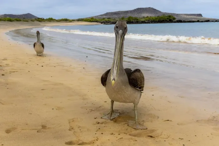 Framed Print : Two Galapagos brown pelicans (Pelecanus occidentalis) on beach, Floreana Island, Galapagos Framed Print : Two Galapagos brown pelicans (Pelecanus occidentalis) on beach, Floreana Island, Galapagos