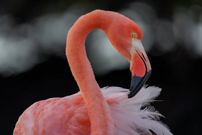 Framed Print : Galapagos flamingo (Phoenicopterus ruber glyphorhynchus) portrait, Floreana Island, Galapagos National Park, Galapagos Islands Framed Print : Galapagos flamingo (Phoenicopterus ruber glyphorhynchus) portrait, Floreana Island, Galapagos National Park, Galapagos Islands