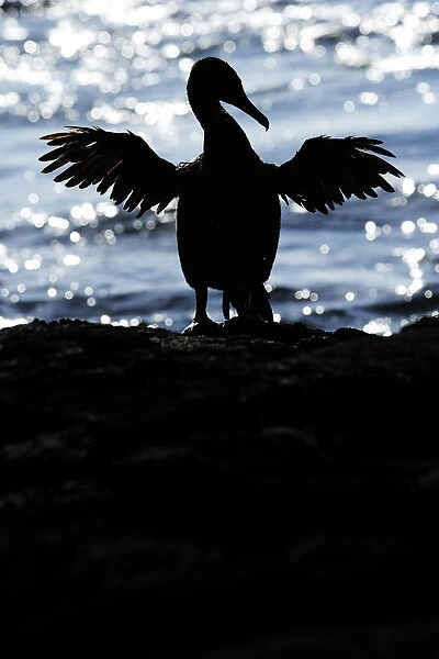 Galapagos  /  Flightless Cormorant (Phalacrocorax  /  Nannopterum harrisi) spreading its wings to dry
