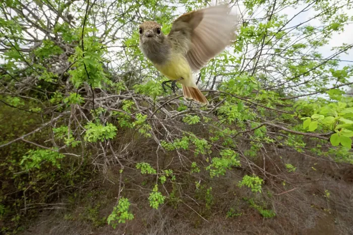 Framed Print : Galapagos flycatcher (Myiarchus magnirostris) in flight, Santiago Island, Galapagos National Park, Galapagos Islands Framed Print : Galapagos flycatcher (Myiarchus magnirostris) in flight, Santiago Island, Galapagos National Park, Galapagos Islands