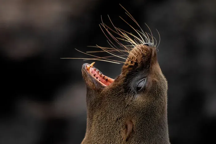 Framed Print : Galapagos fur seal (Arctocephalus galapagoensis) with mouth open, head portrait, Santiago Island, Galapagos National Park, Galapagos Islands. Endangered