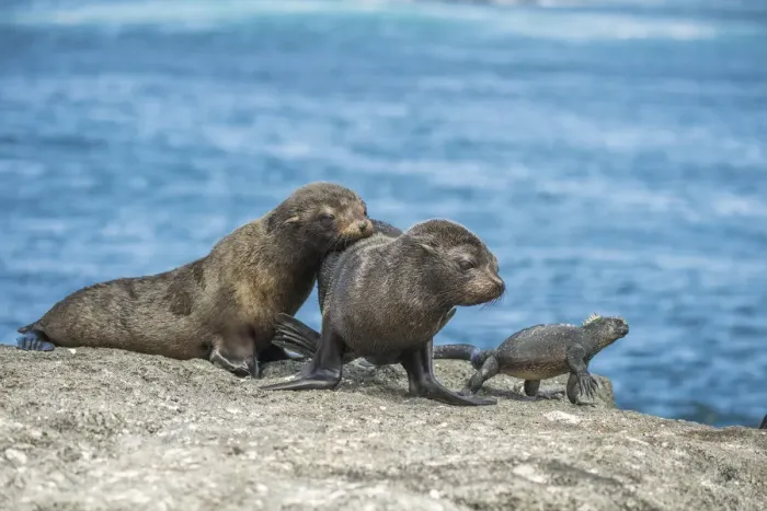 Framed Print : Galapagos fur seal (Arctocephalus galapagoensis) pups watching Marine iguana Framed Print : Galapagos fur seal (Arctocephalus galapagoensis) pups watching Marine iguana