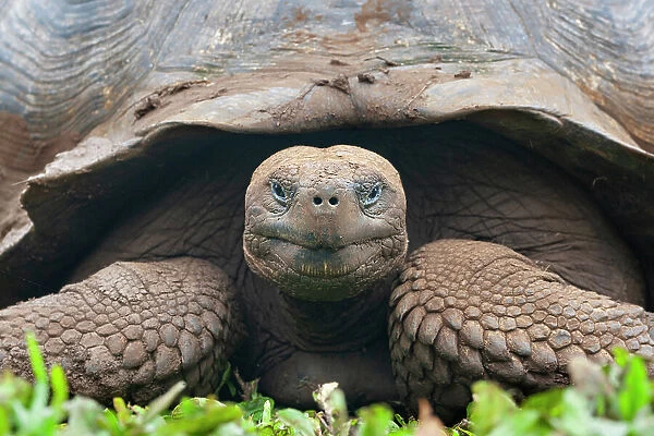 Galapagos giant tortoise (Chelonoidis nigra) portrait, Santa Cruz Island, Galapagos Islands, Ecuador. Endangered