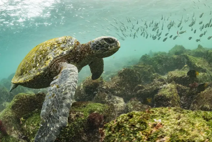 Framed Print : Galapagos green turtle (Chelonia mydas agassizi) swimming above sea floor with shoal Framed Print : Galapagos green turtle (Chelonia mydas agassizi) swimming above sea floor with shoal