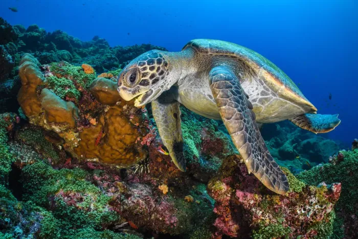 Framed Print : Galapagos green turtle (Chelonia mydas agassizii) swims over a coral reef. Darwin Island Framed Print : Galapagos green turtle (Chelonia mydas agassizii) swims over a coral reef. Darwin Island