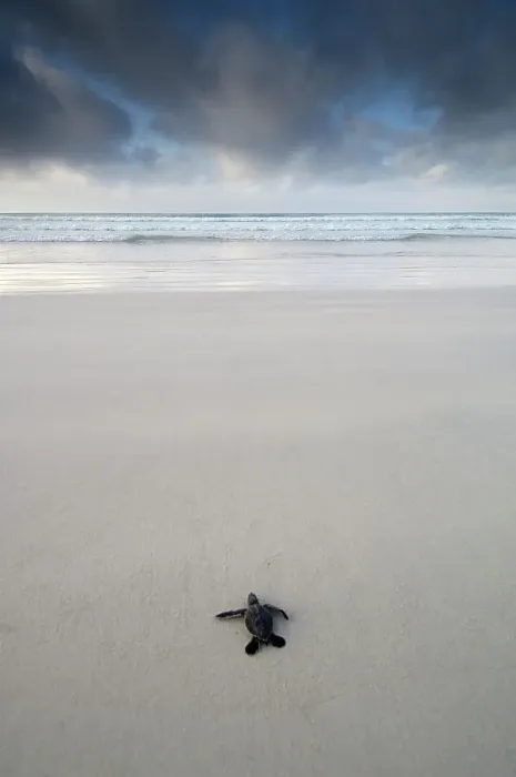 Framed Print : Galapagos green turtle hatchling (Chelonia mydas agassisi) heading for the ocean. Tortuga Bay, Santa Cruz Is, Galapagos Framed Print : Galapagos green turtle hatchling (Chelonia mydas agassisi) heading for the ocean. Tortuga Bay, Santa Cruz Is, Galapagos