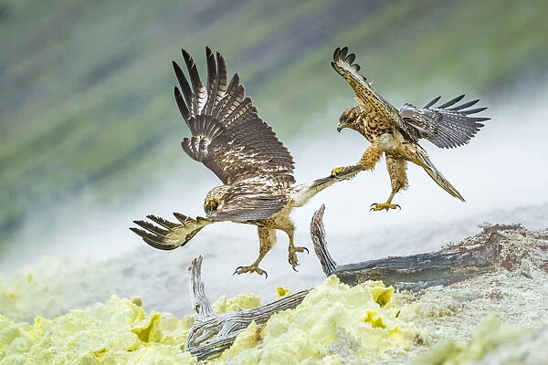 Galapagos hawk (Buteo galapagoensis) juveniles play fighting mid-air - one gripping the