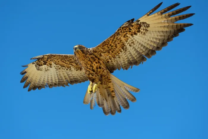 Framed Print : Galapagos hawk (Buteo galapagoensis) in flight against blue sky, Alcedo Volcano, Isabela Island, Galapagos Islands. July Framed Print : Galapagos hawk (Buteo galapagoensis) in flight against blue sky, Alcedo Volcano, Isabela Island, Galapagos Islands. July