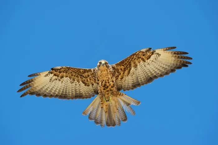 Framed Print : Galapagos hawk (Buteo galapagoensis) in flight against blue sky, Alcedo Volcano, Isabela Island, Galapagos Islands. July Framed Print : Galapagos hawk (Buteo galapagoensis) in flight against blue sky, Alcedo Volcano, Isabela Island, Galapagos Islands. July
