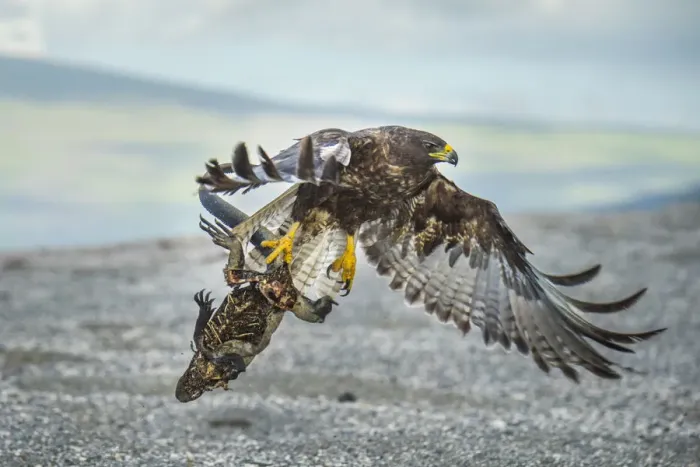 Framed Print : Galapagos hawk (Buteo galapagoensis) flying, carrying an iguana carcass, Punta Espinosa