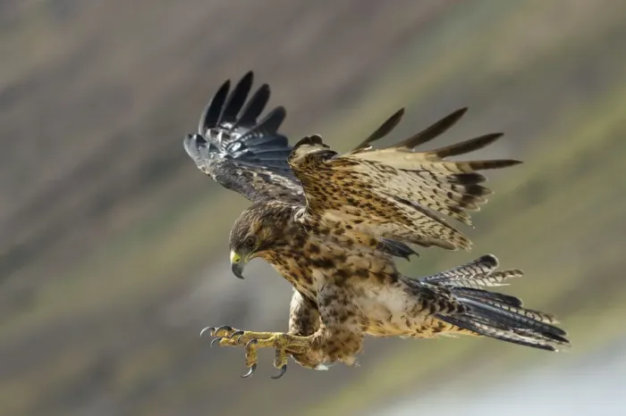 Framed Print : Galapagos hawk (Buteo galapagoensis) landing, Galapagos, Ecuador. Vulnerable species Framed Print : Galapagos hawk (Buteo galapagoensis) landing, Galapagos, Ecuador. Vulnerable species