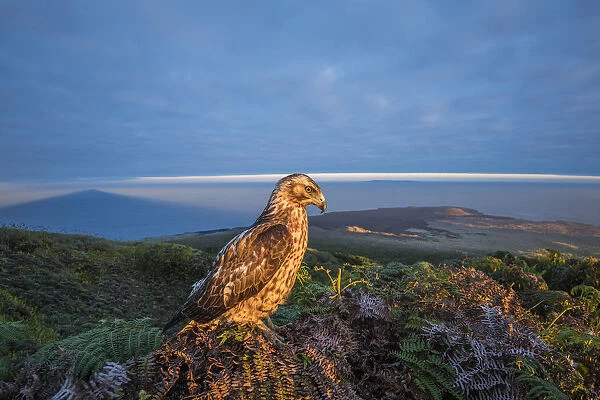 Galapagos hawk (Buteo galapagoensis) perched, and landscape of habitat
