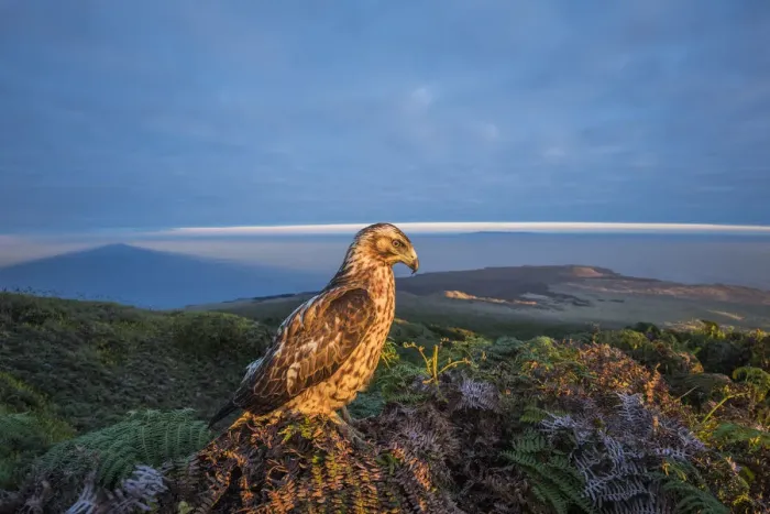 Framed Print : Galapagos hawk (Buteo galapagoensis) perched, and landscape of habitat Framed Print : Galapagos hawk (Buteo galapagoensis) perched, and landscape of habitat