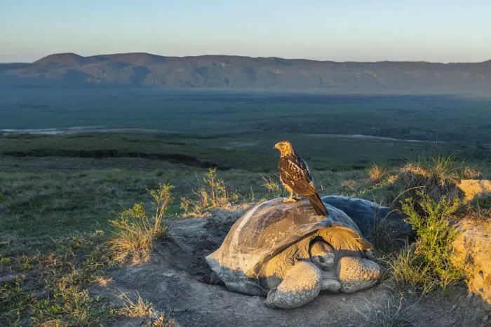 Framed Print : Galapagos hawk (Buteo galapagoensis) perched on Galapagos giant tortoise