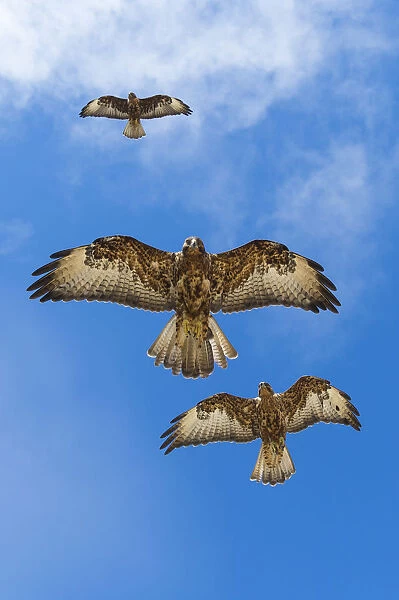 Galapagos hawks (Buteo galapagoensis) in flight, Galapagos, Ecuador. Vulnerable species