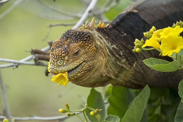 Galapagos land iguana (Colonophhus subcristatus) feeding on flower. Seymour Island