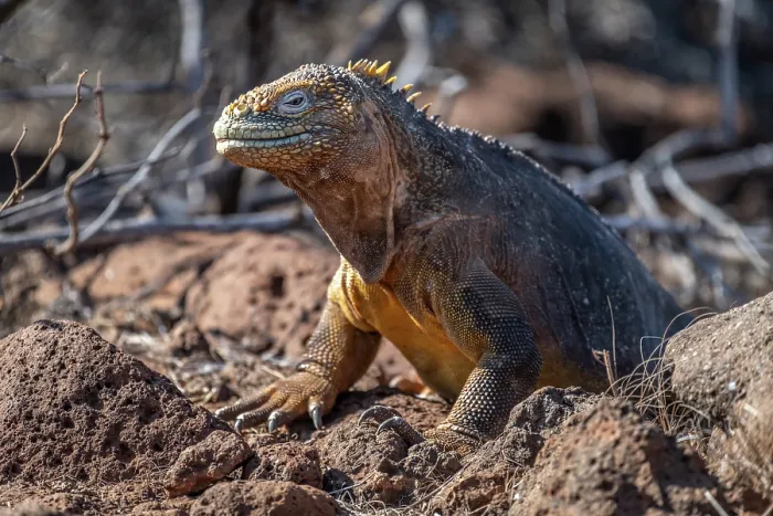 Framed Print : Galapagos land iguana (Conolophus subcristatus) portrait, North Seymour Island, Galapagos Islands Framed Print : Galapagos land iguana (Conolophus subcristatus) portrait, North Seymour Island, Galapagos Islands