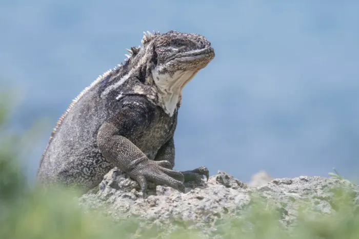 Framed Print : Galapagos land iguana (Conolophus subcristatus) x Marine iguana (Amblyrhynchus cristatus) hybrid Framed Print : Galapagos land iguana (Conolophus subcristatus) x Marine iguana (Amblyrhynchus cristatus) hybrid
