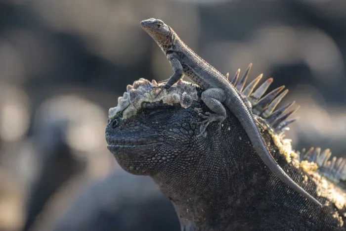 Framed Print : Galapagos lava lizard (Microlophus albemarlensis) sitting on the head of a Marine iguana Framed Print : Galapagos lava lizard (Microlophus albemarlensis) sitting on the head of a Marine iguana