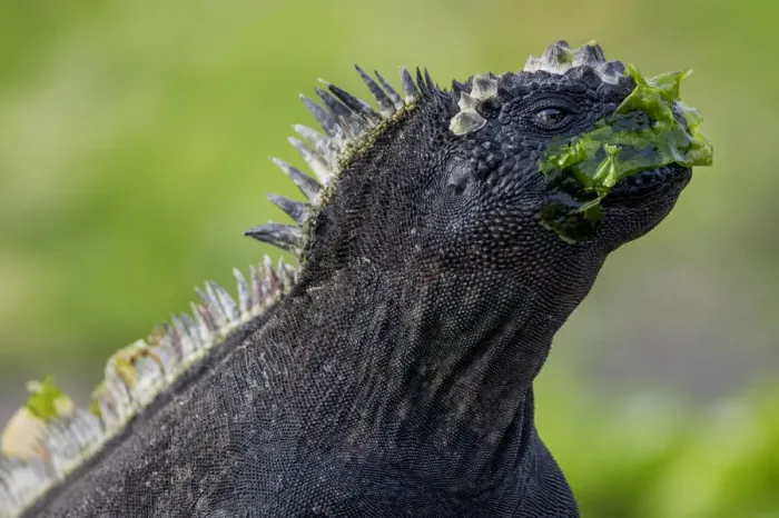 Framed Print : Galapagos marine iguana (Amblyrhynchus cristatus) portrait, with seaweed on its face