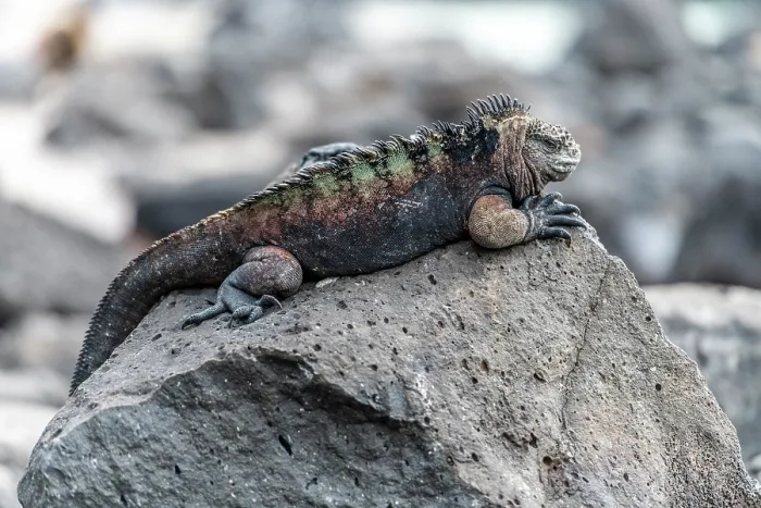 Framed Print : Galapagos marine iguana (Amblyrhynchus cristatus) resting on a rock, San Cristobal island, Galapagos Islands