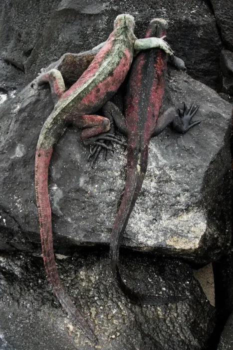 Framed Print : Two Galapagos marine iguanas (Amblyrhynchus cristatus) on rock, Espanola Island, Galapagos Framed Print : Two Galapagos marine iguanas (Amblyrhynchus cristatus) on rock, Espanola Island, Galapagos