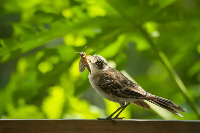 Framed Print : Galapagos mockingbird (Mimus parvulus) catching hawkmoth in photographer Tui De Roy Framed Print : Galapagos mockingbird (Mimus parvulus) catching hawkmoth in photographer Tui De Roy