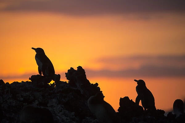 Galapagos penguin (Spheniscus mendiculus) silhouetted at sunset, Elizabeth Bay, Isabela Island