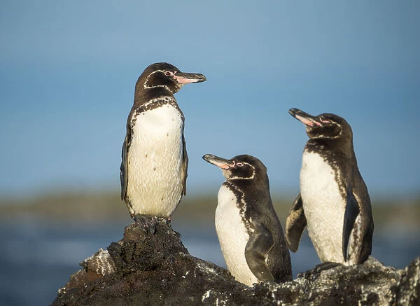 Galapagos penguin (Spheniscus mendiculus) Isla Tortuga, Isabela Island, Galapagos