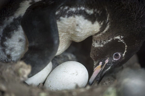 Galapagos penguin (Spheniscus mendiculus) incubating egg, Puerto Pajas, Isabela Island
