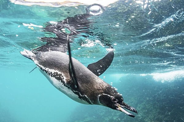 Galapagos penguin (Spheniscus mendiculus) hunting off Bartolome Islet, Santiago Island