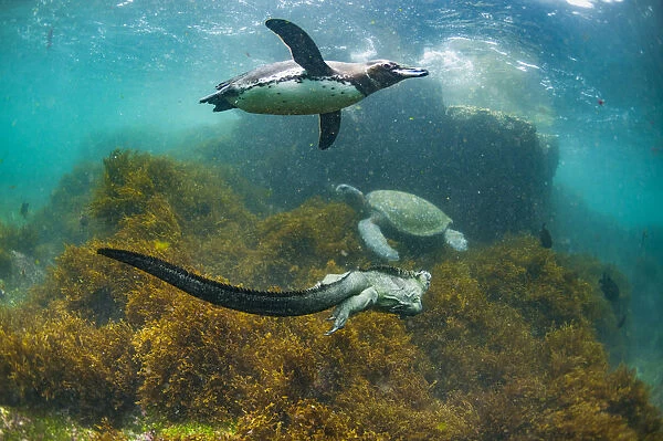 Galapagos penguin (Spheniscus mendiculus), with Marine iguana (Amblyrhynchus cristatus