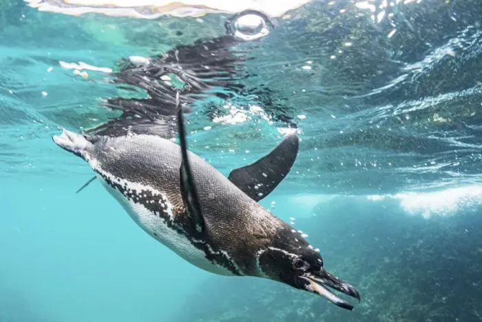 Framed Print : Galapagos penguin (Spheniscus mendiculus) hunting off Bartolome Islet, Santiago Island Framed Print : Galapagos penguin (Spheniscus mendiculus) hunting off Bartolome Islet, Santiago Island