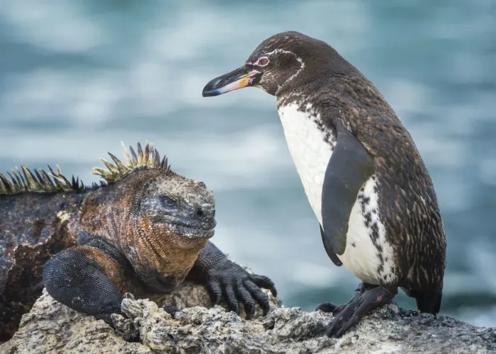 Framed Print : Galapagos penguin (Spheniscus mendiculus) and Marine iguana (Amblyrhynchus cristatus Framed Print : Galapagos penguin (Spheniscus mendiculus) and Marine iguana (Amblyrhynchus cristatus