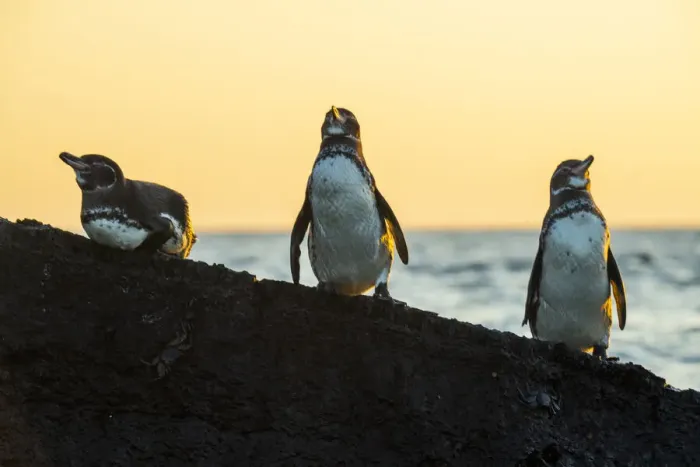 Framed Print : Galapagos penguin (Spheniscus mendiculus) roosting on rocks in late afternoon Framed Print : Galapagos penguin (Spheniscus mendiculus) roosting on rocks in late afternoon