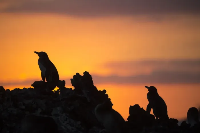 Framed Print : Galapagos penguin (Spheniscus mendiculus) silhouetted at sunset, Elizabeth Bay, Isabela Island Framed Print : Galapagos penguin (Spheniscus mendiculus) silhouetted at sunset, Elizabeth Bay, Isabela Island