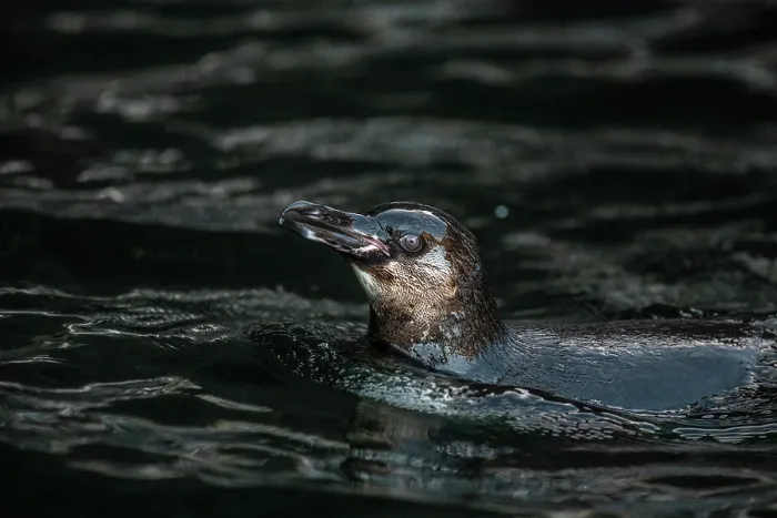 Framed Print : Galapagos penguin (Spheniscus mendiculus) swimming at water surface, Isabela Island, Galapagos Islands, Pacific Ocean. Endangered Framed Print : Galapagos penguin (Spheniscus mendiculus) swimming at water surface, Isabela Island, Galapagos Islands, Pacific Ocean. Endangered
