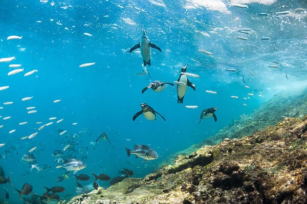 Galapagos penguins (Spheniscus mendiculus) underwater with shoal of fish, Tagus Cove