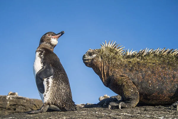 Galapagos penguins (Spheniscus mendiculus) with Marine iguana (Amblyrhynchus cristatus