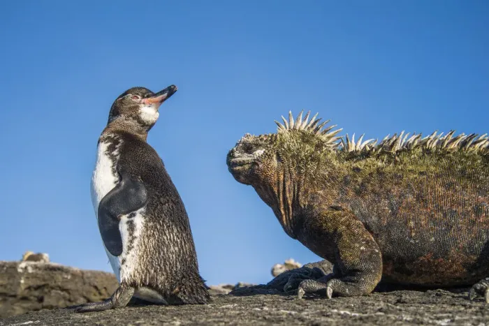 Framed Print : Galapagos penguins (Spheniscus mendiculus) with Marine iguana (Amblyrhynchus cristatus Framed Print : Galapagos penguins (Spheniscus mendiculus) with Marine iguana (Amblyrhynchus cristatus