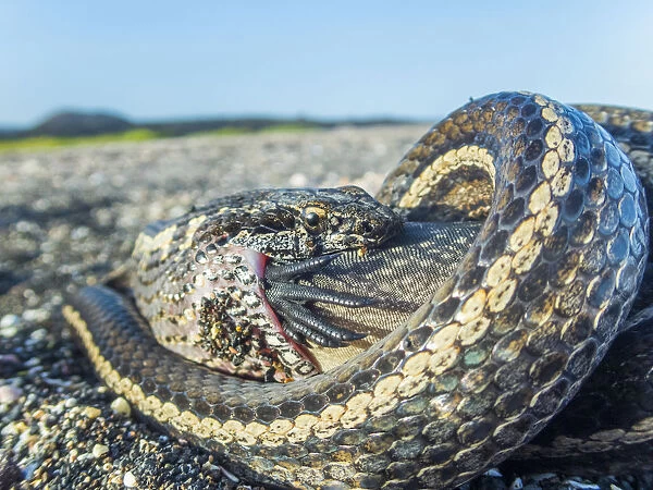 Galapagos racer snake (Pseudalsophis biserialis) feeding on marine iguana hatchling